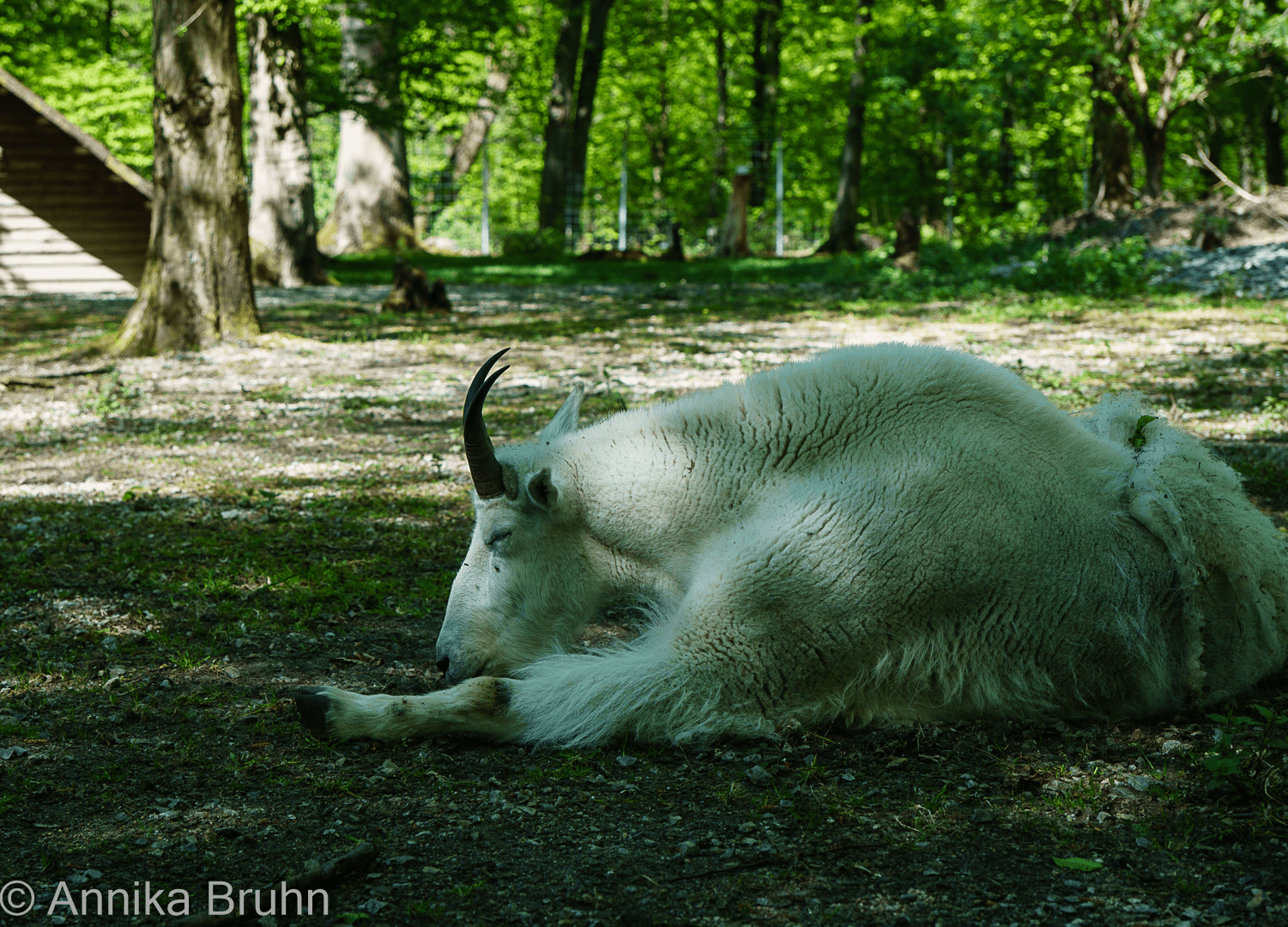 Schneeziege beim Träumen von Schnee!